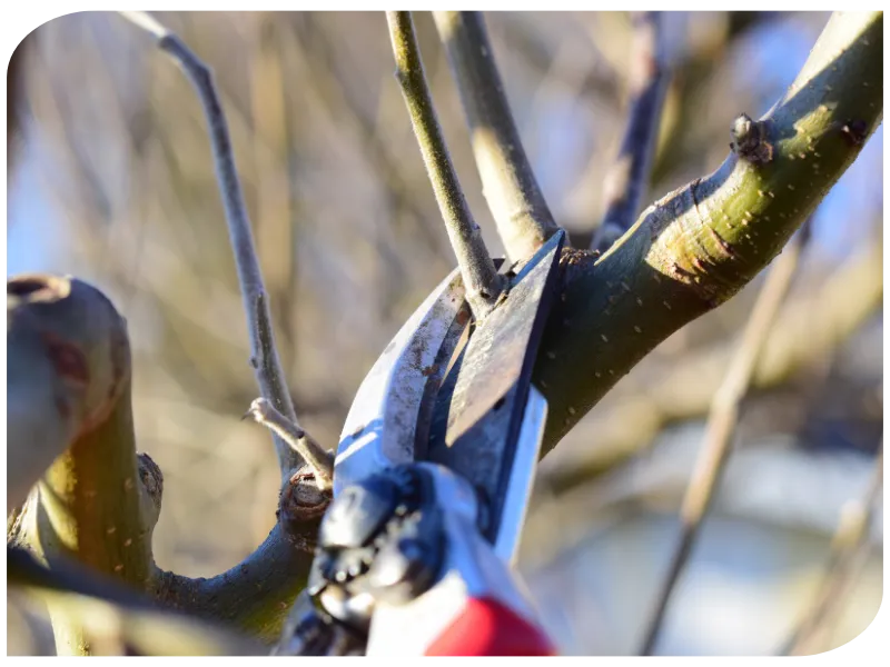 paysagiste saint brevin les pins